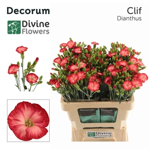Dianthus TR 'Solomio Clif'