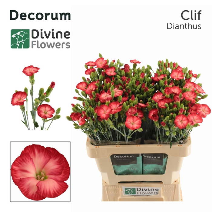 <h4>Dianthus TR 'Solomio Clif'</h4>