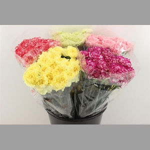 Boeket Mono Anjer Mix