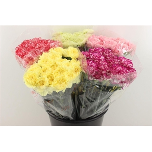 Boeket Mono Anjer Mix