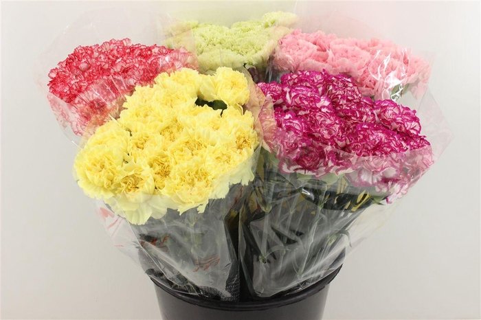 <h4>Boeket Mono Anjer Mix</h4>