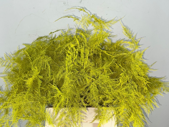 Asparagus 1e Veren Geel