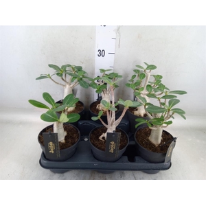 Adenium NB 'Ansu Baobab'