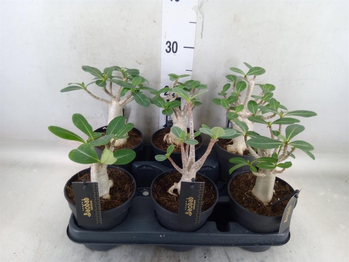 <h4>Adenium NB 'Ansu Baobab'</h4>