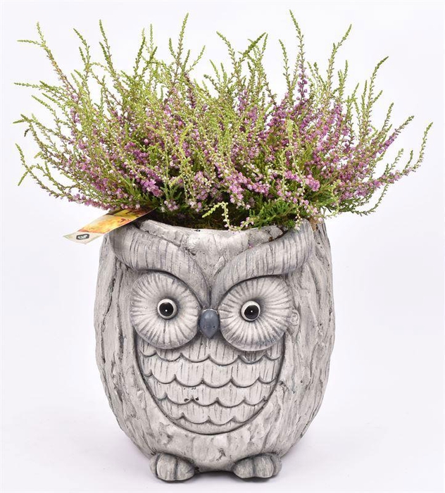 <h4>Cement uil 18cm</h4>