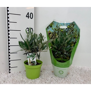 Olea europaea mini-stem carry-bag sleeve