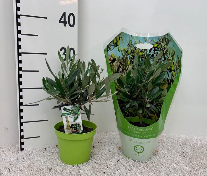 <h4>Olea europaea mini-stem carry-bag sleeve</h4>