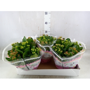 Kalanchoe blos.   ..rosebud mix/pot