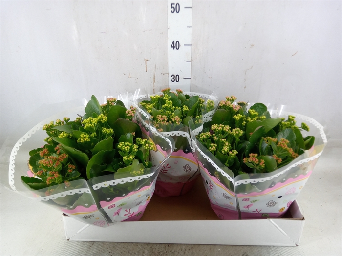 <h4>Kalanchoe blos.   ..rosebud mix/pot</h4>