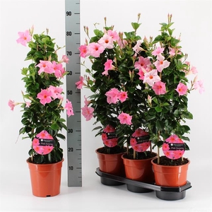 MANDEVILLA OV