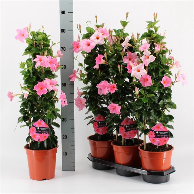<h4>MANDEVILLA OV</h4>