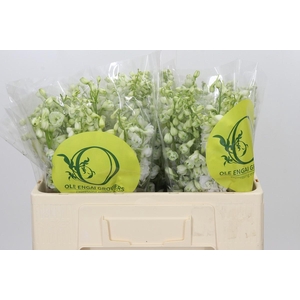 Delphinium Pure White