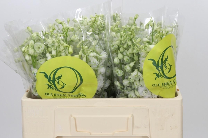 <h4>Delphinium Pure White</h4>