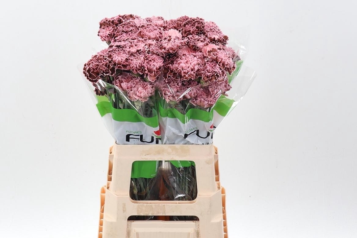 <h4>Di St Tinted Vintage</h4>