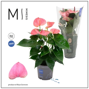 Mimesis Anthurium KARMA Pink - 12cm