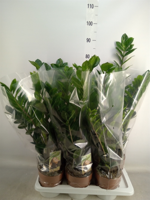 <h4>Zamioculcas zamiifolia</h4>