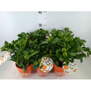 Citrofortunella mic.