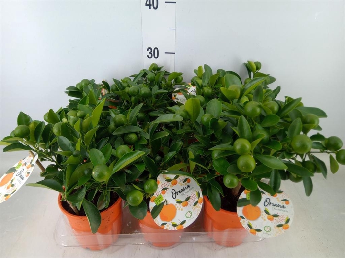 <h4>Citrofortunella mic.</h4>