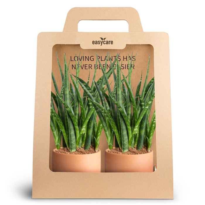 <h4>2-Pack Raw Terracotta, Fernwoo</h4>