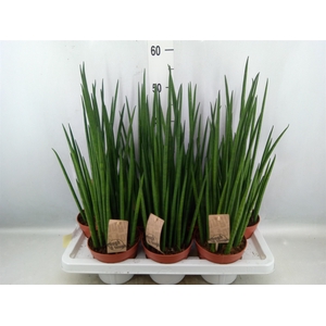 Sansevieria bacularis