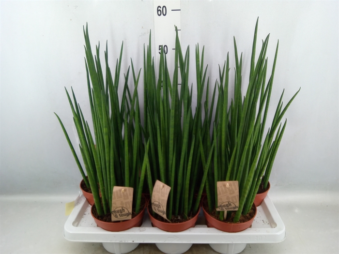 <h4>Sansevieria bacularis</h4>