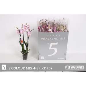 PHAL GEM 5 KL