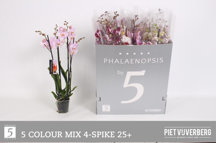 <h4>PHAL GEM 5 KL</h4>