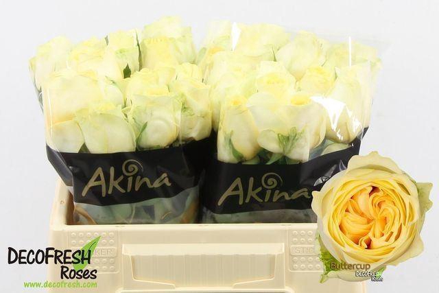 <h4>Rs Buttercup</h4>