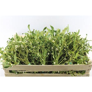 DEC Mistletoe X 20 Selected