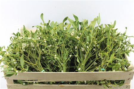 <h4>DEC Mistletoe X 20 Selected</h4>