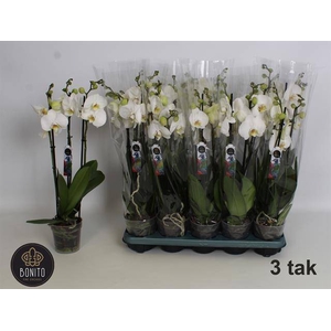 PHAL WHITE NOTTINGHAM 3 TAK