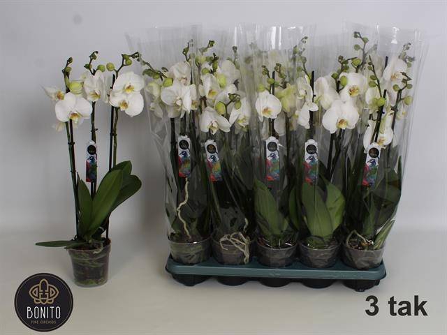 <h4>PHAL WHITE NOTTINGHAM 3 TAK</h4>
