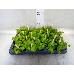 Peperomia rotundifolia