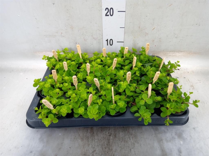 <h4>Peperomia rotundifolia</h4>