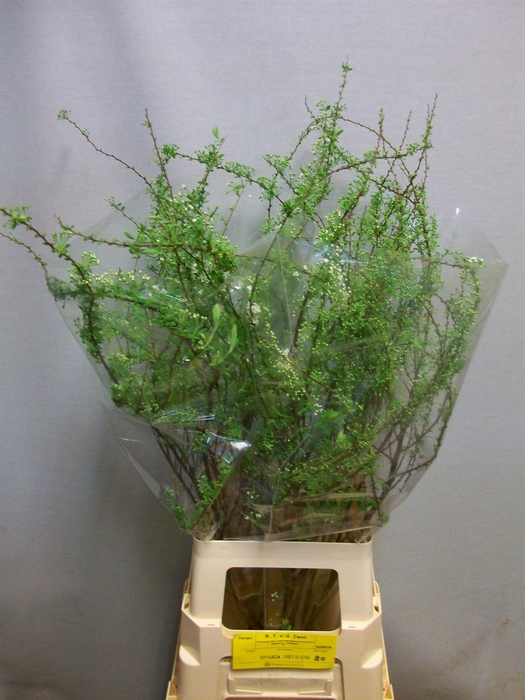 <h4>SPIR C GREFSHEIM</h4>