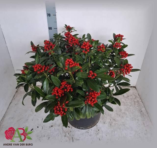 <h4>SKIM J PABELLA</h4>