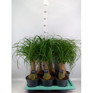 Beaucarnea recurvata