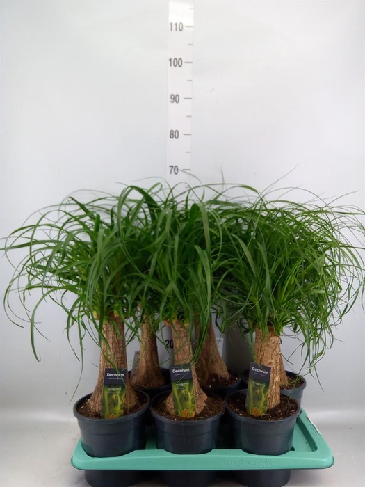 <h4>Beaucarnea recurvata</h4>