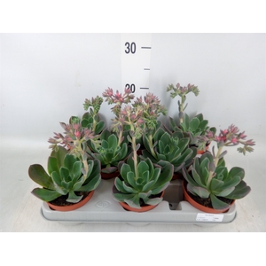 Echeveria  'Blue Prince'