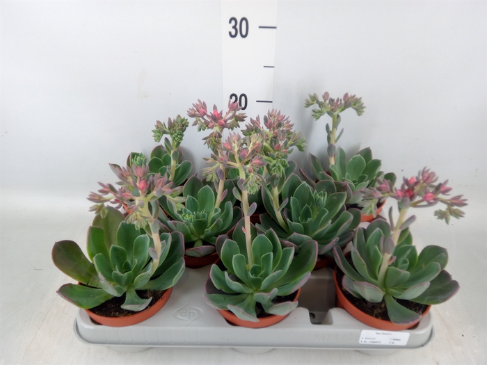 <h4>Echeveria  'Blue Prince'</h4>