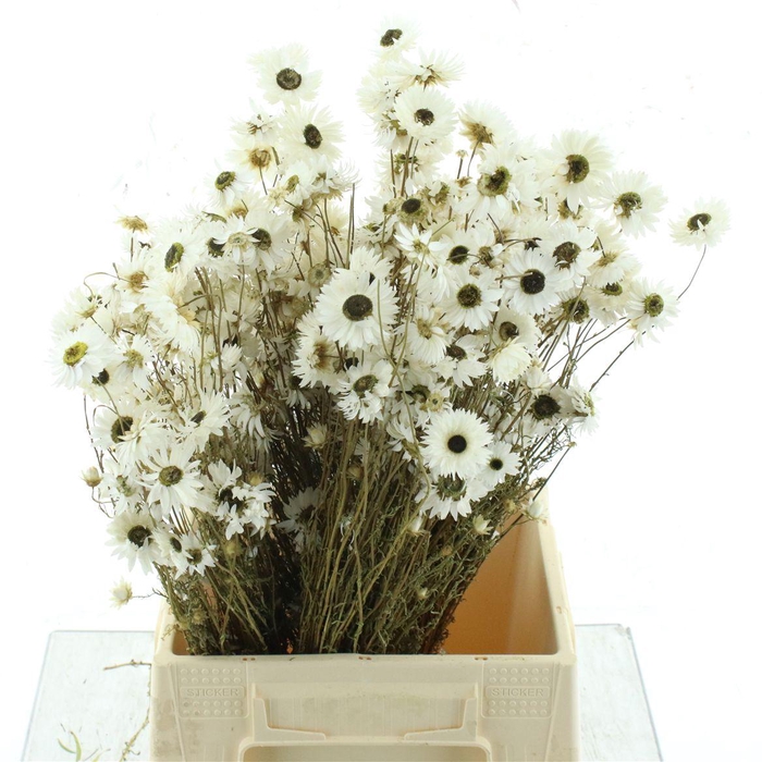 <h4>Dried Rhodanthe White Bos</h4>