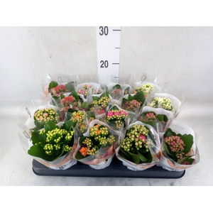 Kalanchoe blos. 'RoyalDon'   ..mix
