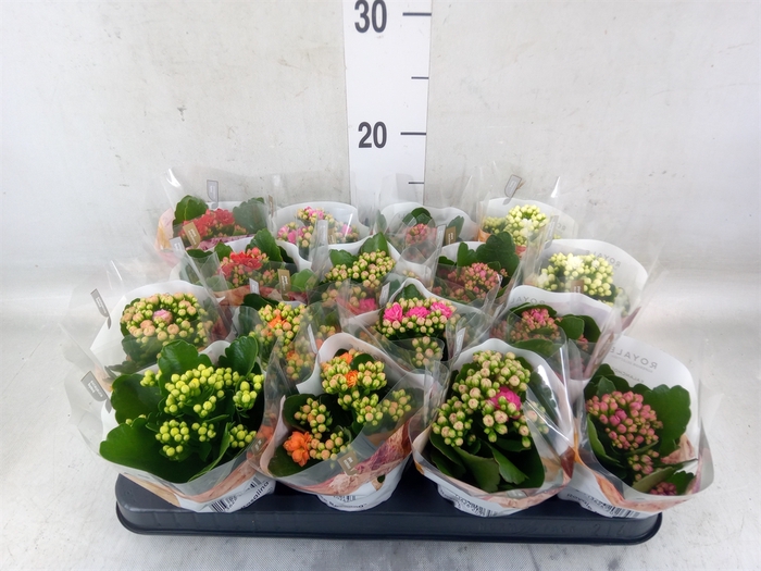 <h4>Kalanchoe blos. 'RoyalDon'   ..mix</h4>