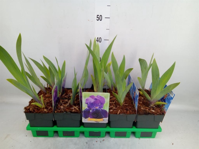 <h4>Iris germanica</h4>