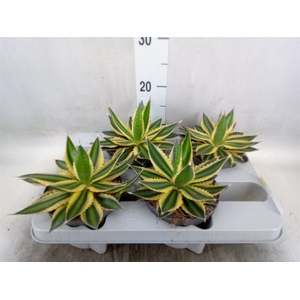 Agave lophantha 'Quadricolor'