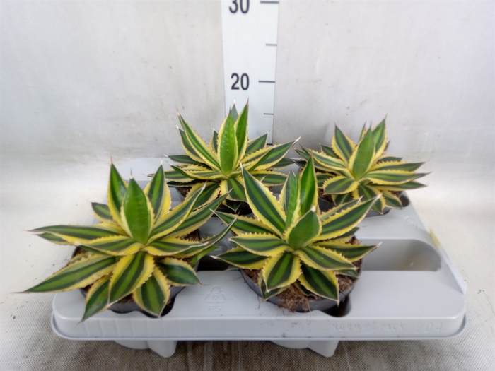 <h4>Agave lophantha 'Quadricolor'</h4>