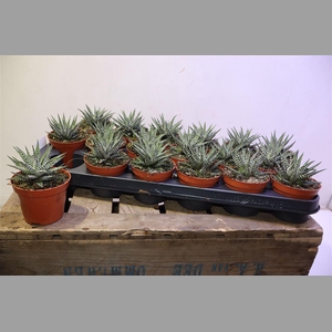 Haworthia F Big Band