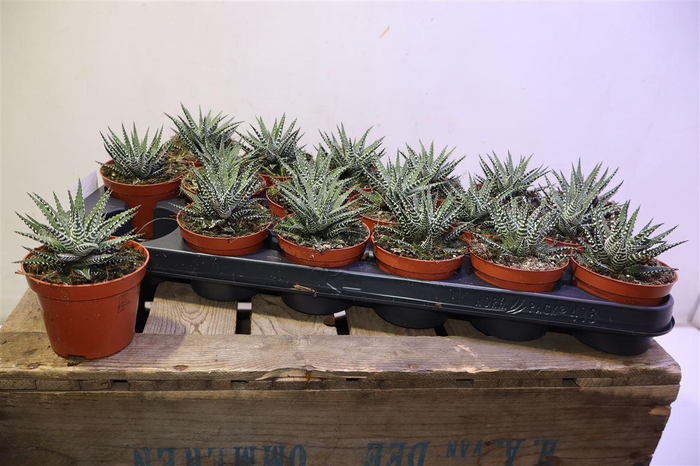 <h4>arr8 Haworthia F Big Band</h4>