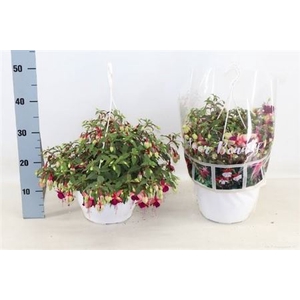 Fuchsia overig