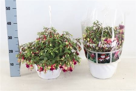 <h4>Fuchsia overig</h4>